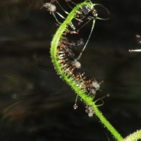 Drosera indica L.